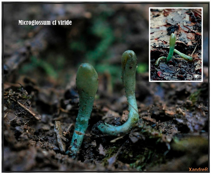 Microglossum viride