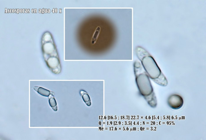 Microglossum viride