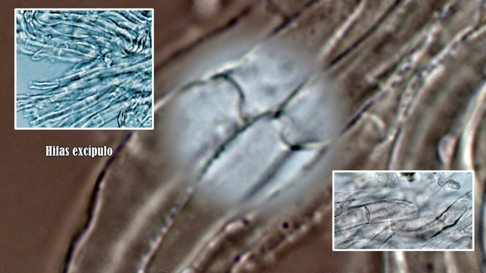 Microglossum viride