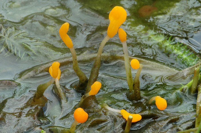 Mitrula paludosa