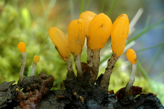 Mitrula paludosa
