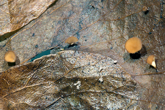 Moellerodiscus lentus