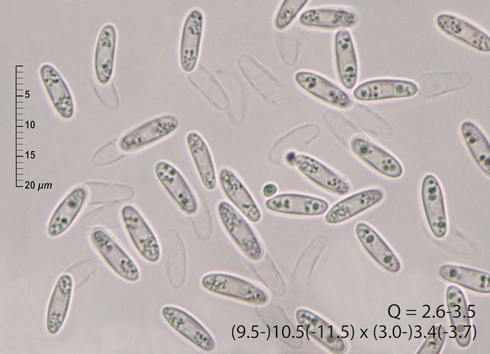 Moellerodiscus lentus