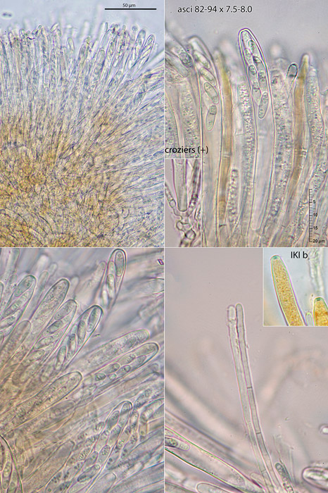 Moellerodiscus lentus