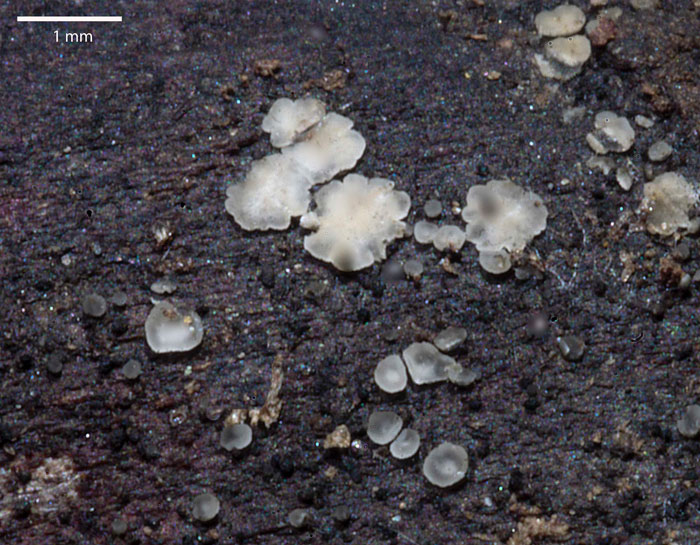 Mollisia benesuada