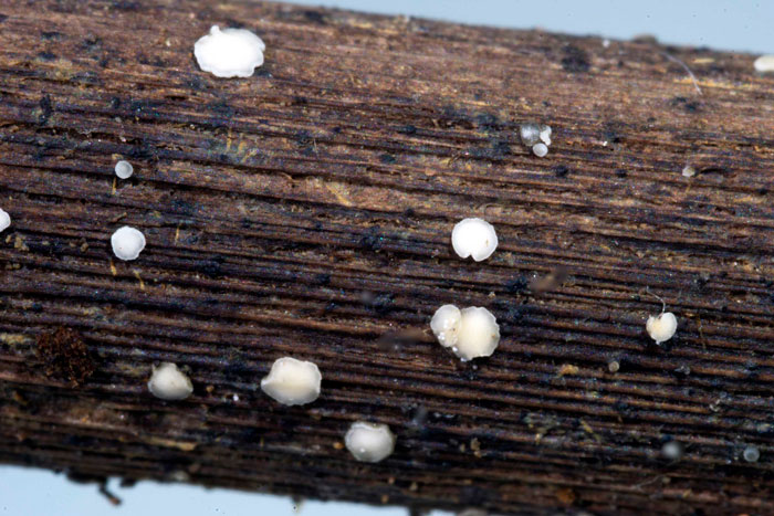 Mollisia lothariana