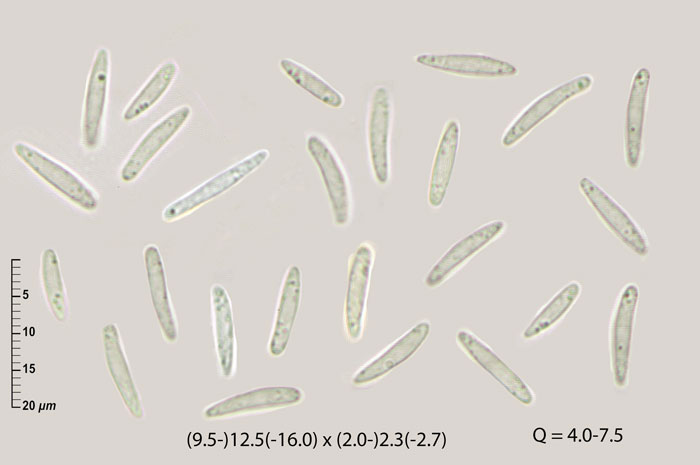 Mollisia lothariana