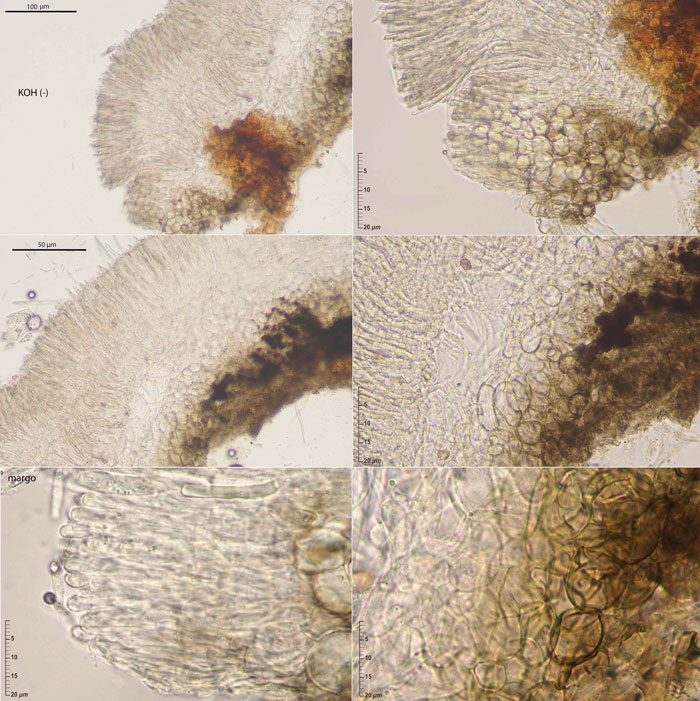 Mollisia lothariana