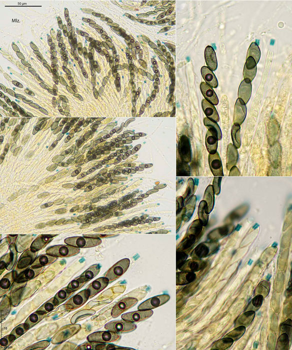 Nemania aenea var. macrospora