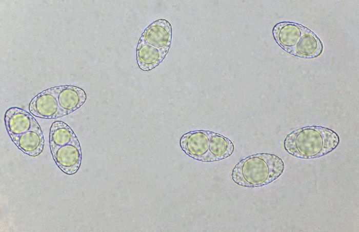 Neottiella rutilans