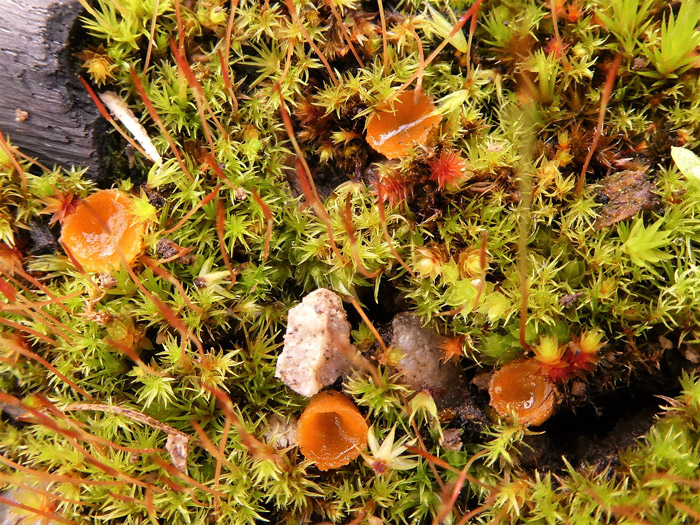 Octospora humosa