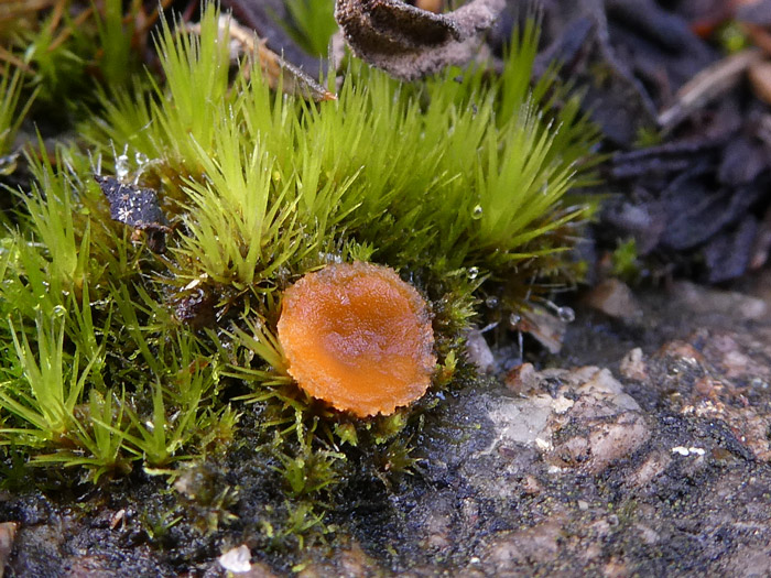 Octospora humosa