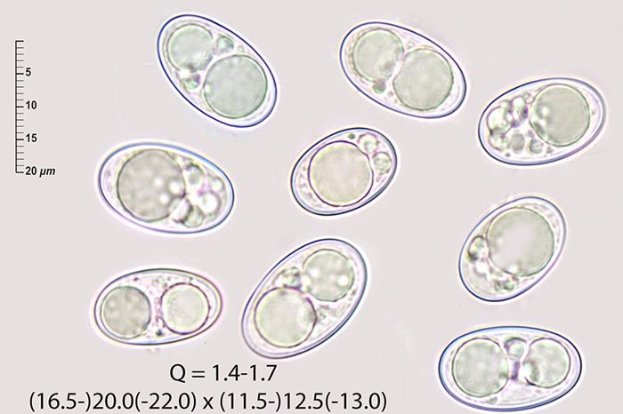 Octospora humosa