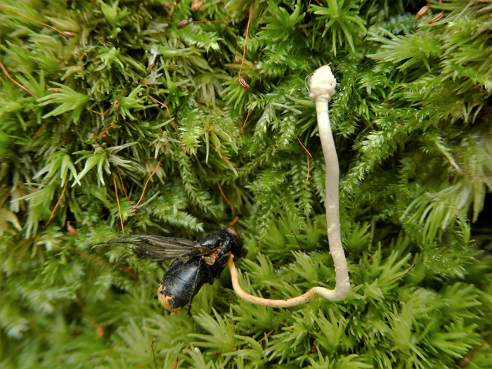 Ophiocordyceps ditmarii
