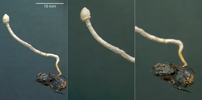 Ophiocordyceps ditmarii