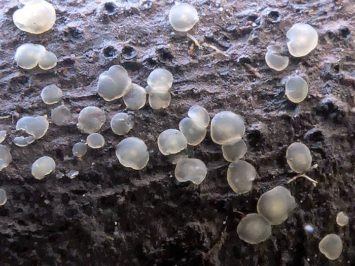 Orbilia auricolor