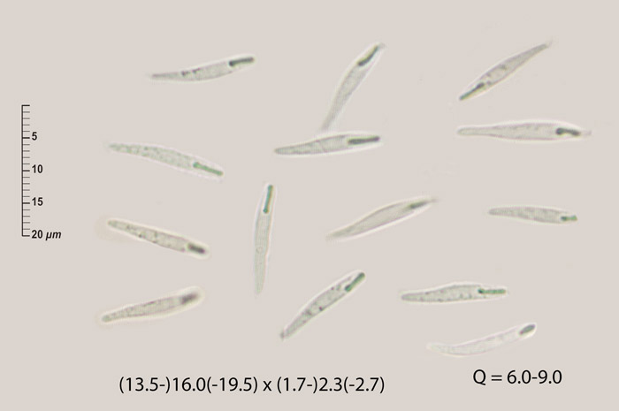 Orbilia vinosa