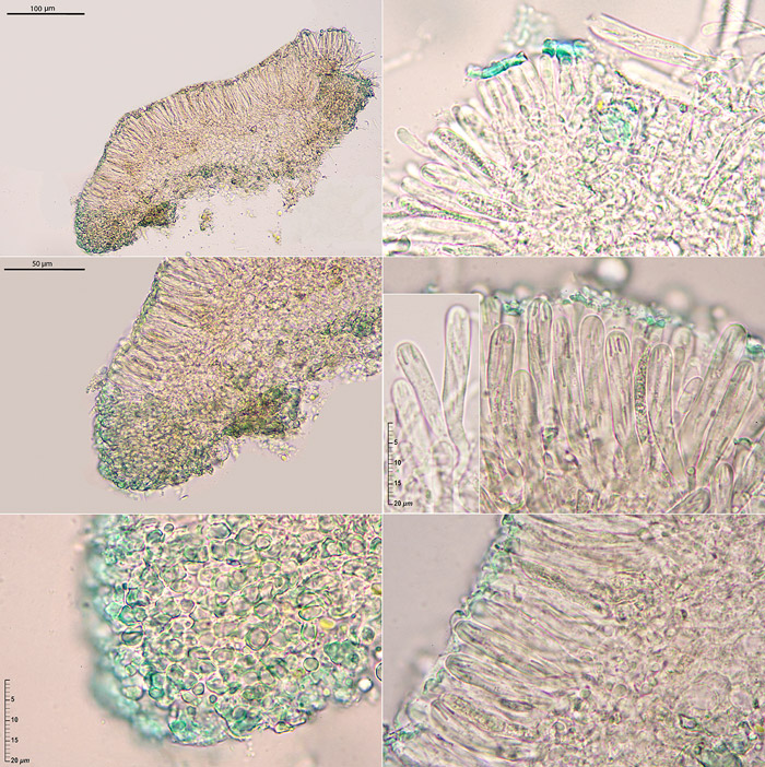 Orbilia vinosa