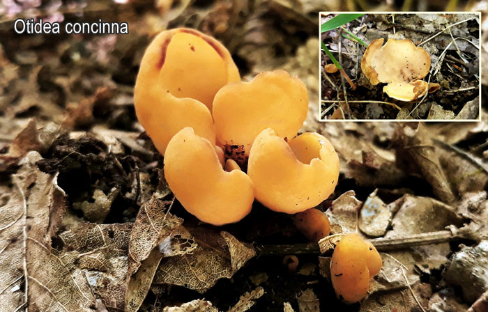 Otidea concinna