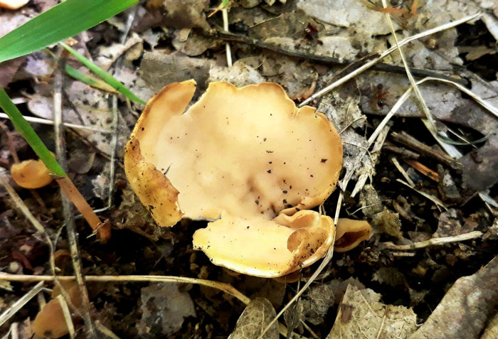 Otidea concinna