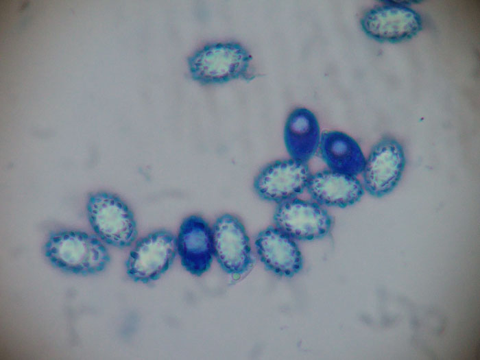 Peziza pudicella