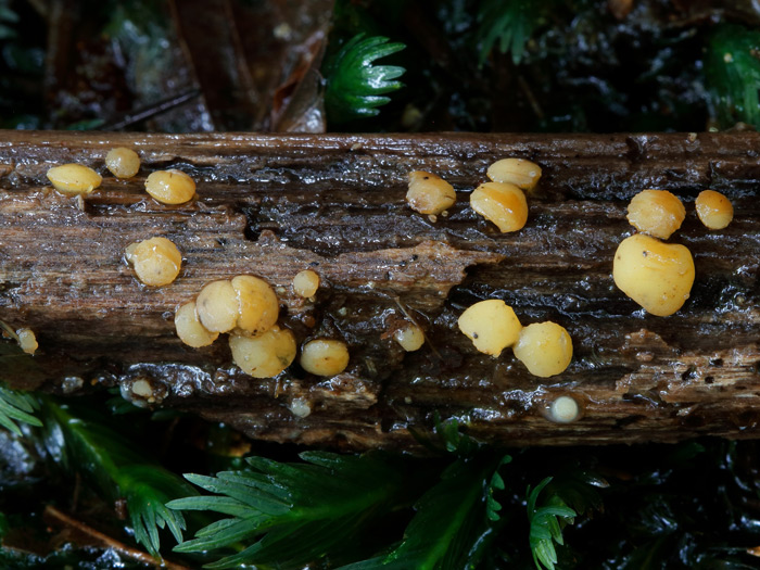 Phaeohelotium fulvidulum