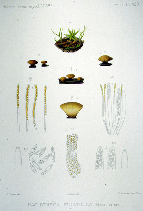 Phaeohelotium fulvidulum