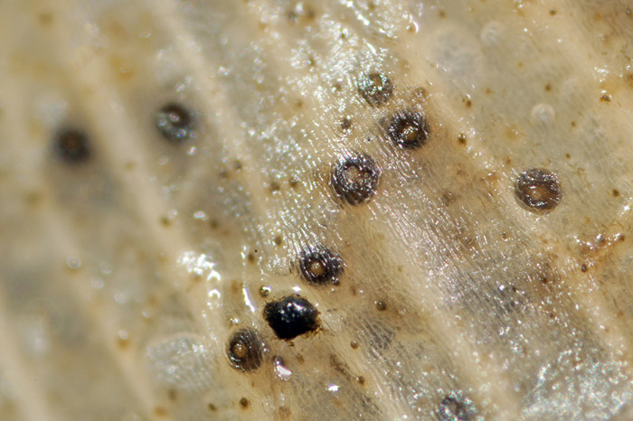 Phaeosphaeriopsis glaucopunctata