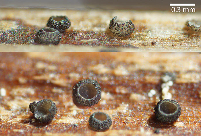 Pirottaea imbricata