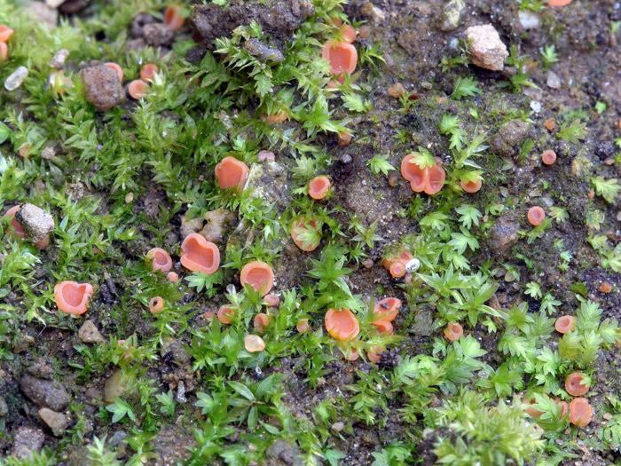 Pulvinula orichalcea