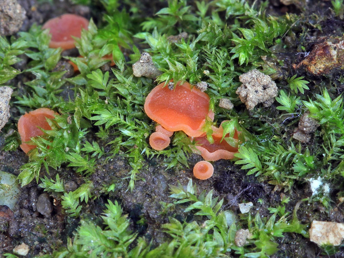 Pulvinula orichalcea