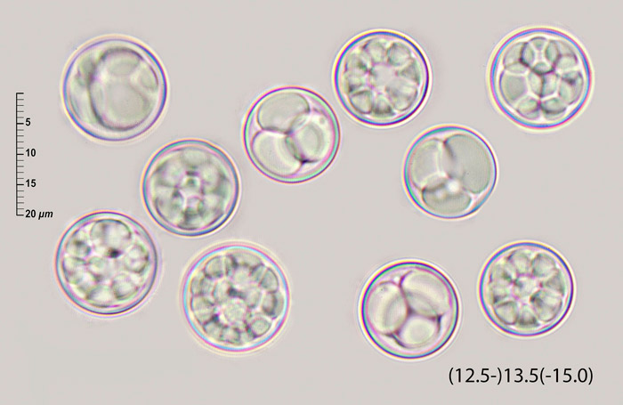 Pulvinula orichalcea