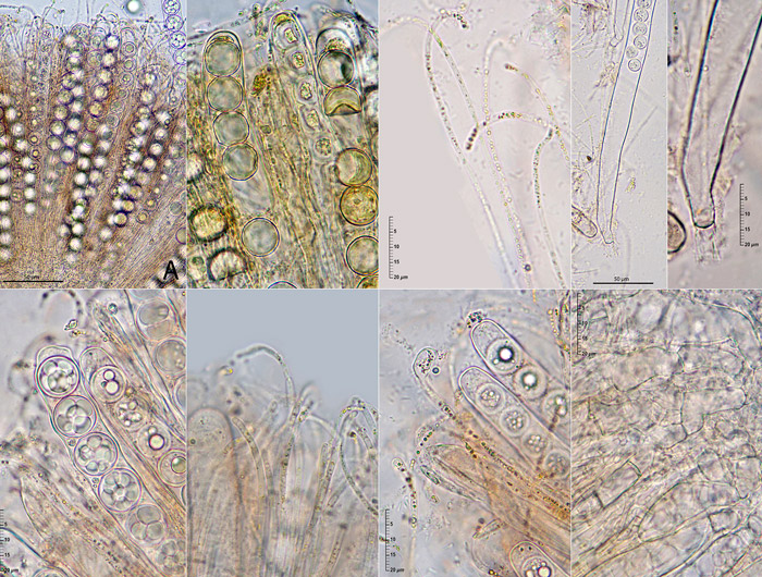 Pulvinula orichalcea