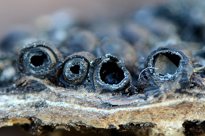 Rosellinia corticium