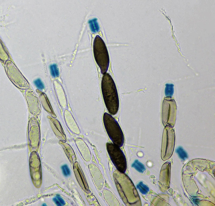 Rosellinia corticium