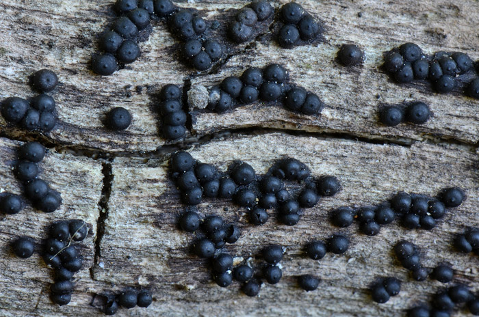 Rosellinia marcucciana