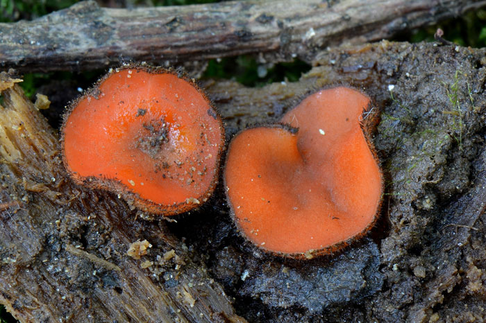 Scutellinia nigrohirtula