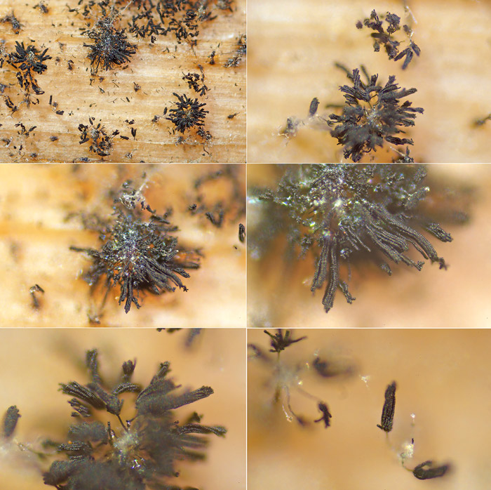Stachybotrys echinatus