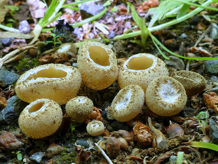 Tarzetta velata