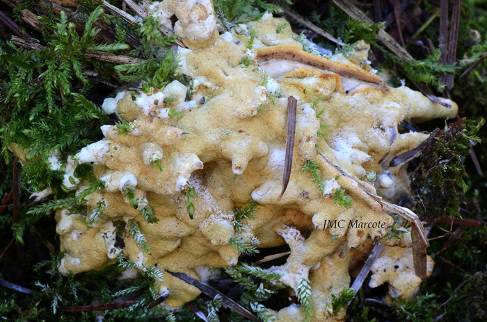 Trichoderma citrinum