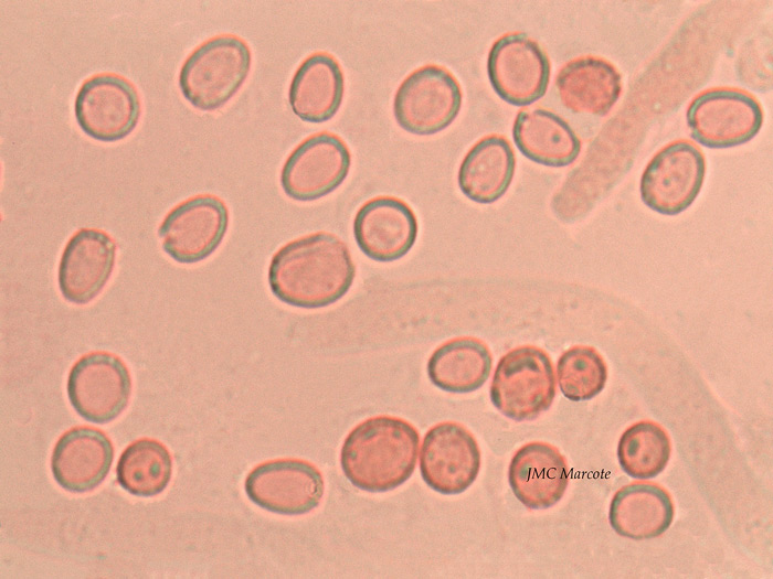Trichoderma citrinum