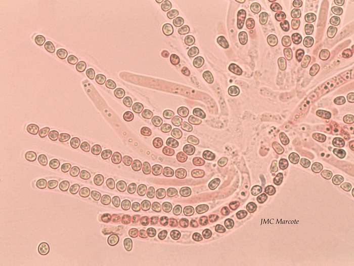 Trichoderma citrinum