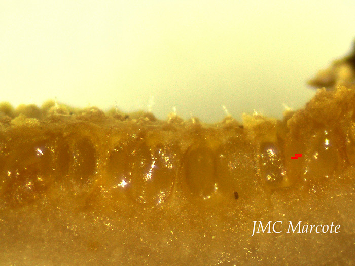Trichoderma citrinum