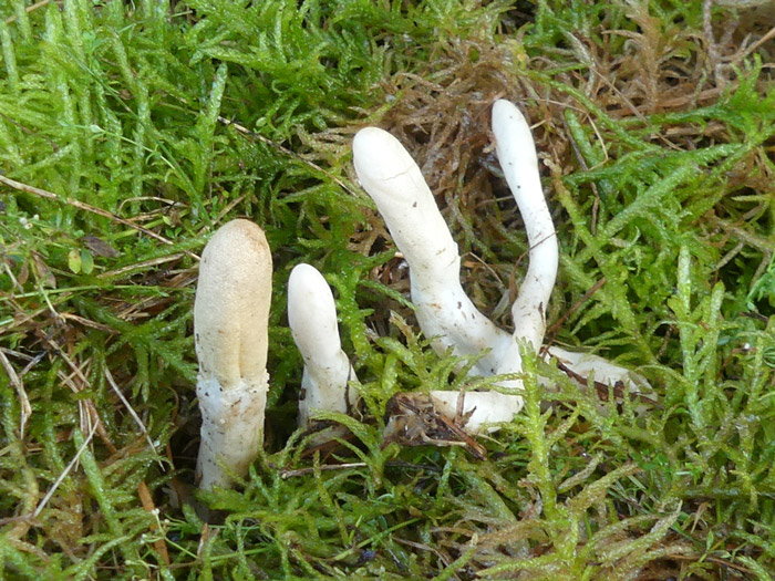 Trichoderma leucopus