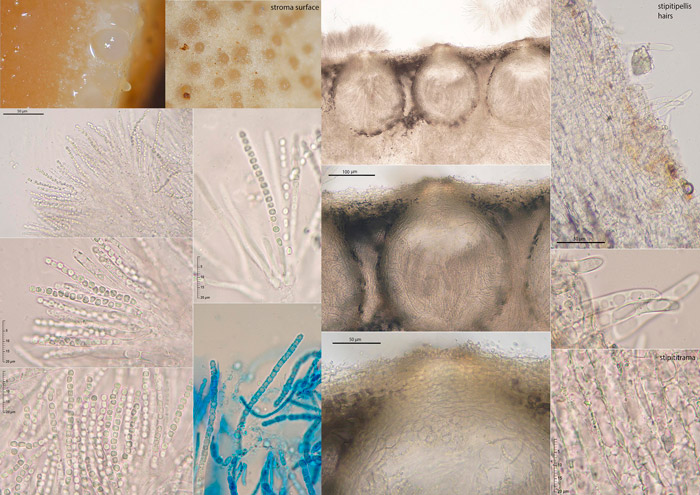 Trichoderma leucopus