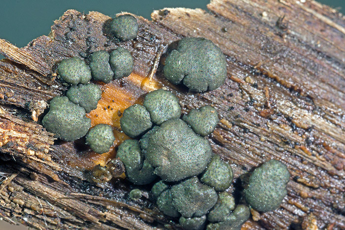 Trichoderma lixii