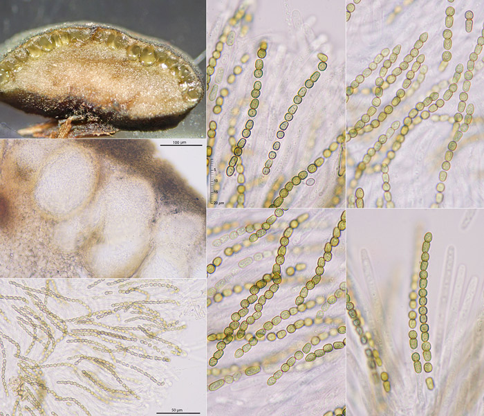 Trichoderma lixii