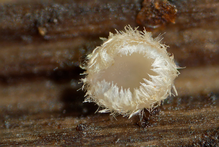 Trichopeziza mollissima