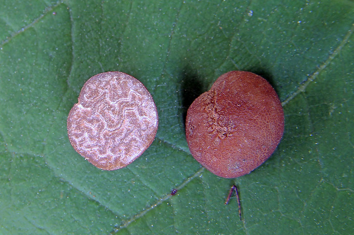 Tuber pustulatum