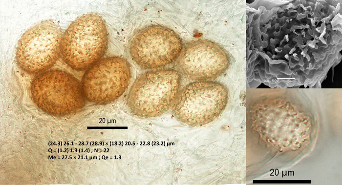 Tuber pustulatum